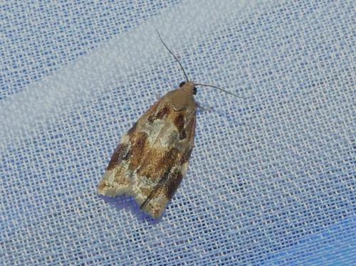 Archips xylosteana